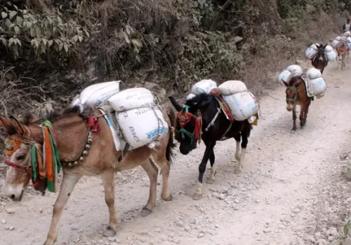 उत्तरी गोरखाको सिर्दीबासमा खच्चडबाट चामल ढुवानी