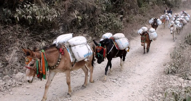 उत्तरी गोरखाको सिर्दीबासमा खच्चडबाट चामल ढुवानी