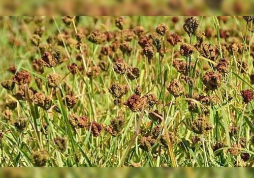 मकवानपुरको गढीमा कोदोखेती गर्ने किसानको आकर्षण बढ्दो