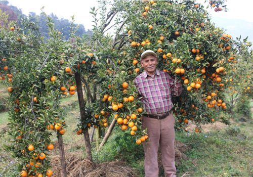 शिक्षणबाट अवकाशपछि सुन्तलाखेतीमा : बर्सेनि पाँच लाख कमाई