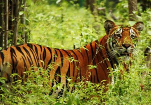 चितवन राष्ट्रिय निकुञ्जमा अब सहजै बाघ देख्न पाइने !