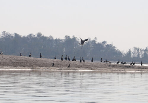 नारायणी नदी क्षेत्रमा ४१ प्रजातिका जलपक्षी भेटिए