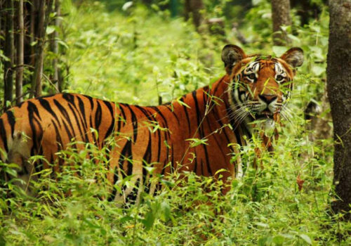 बाघको सङ्ख्यामा वृद्धि