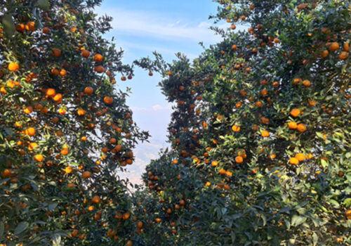 सुन्तला बेचेर कमलले कमाउनुभयो ४० लाख