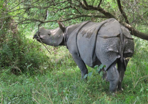 आजदेखि छवटा गैँडालाई आन्तरिक स्थानान्तरण