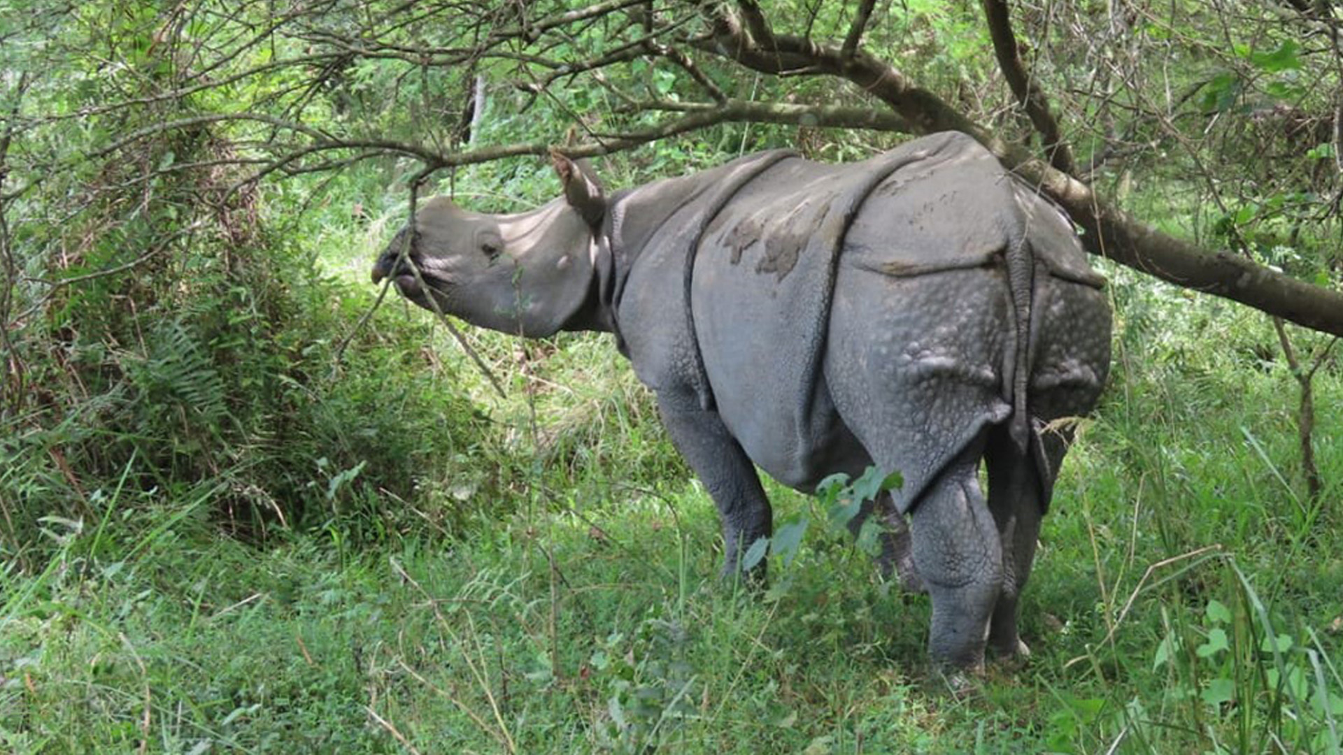 आजदेखि छवटा गैँडालाई आन्तरिक स्थानान्तरण