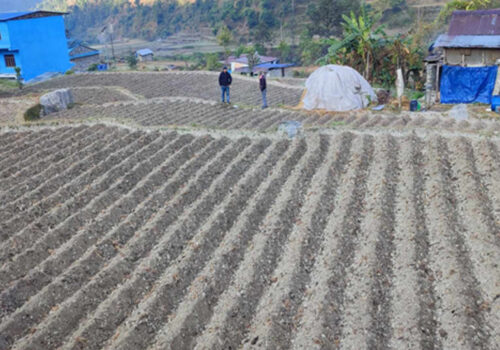 किसानलाई आलु खेतीतर्फ आकिर्षत गर्न क्षेत्र विस्तार