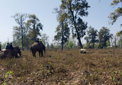 कावासोतीबाट गैँडा स्थानान्तरण सुरु