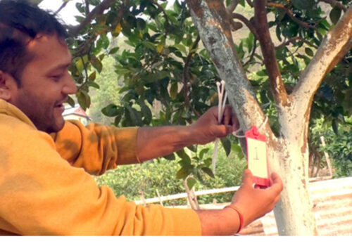 रामेछापमा पहिलोपटक जुनारमा ‘ट्याग’