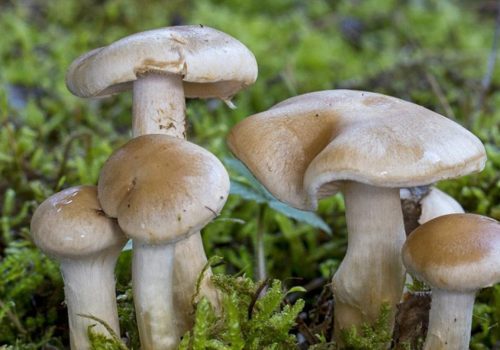 जङ्गली च्याउ खाँदा मकवानपुरमा तीन जनाको मृत्यु, १६ बिरामी