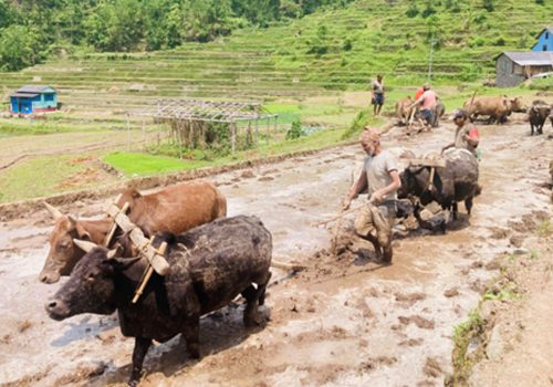 हाते ट्र्याक्टर छोडेर गोरु पाल्दै किसान