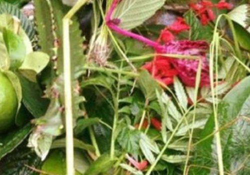 आज साउने सङ्क्रान्ति, लुतो फालेर मनाइँदै