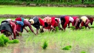 देशभर ९१ प्रतिशत धान रोपाइँ सम्पन्न