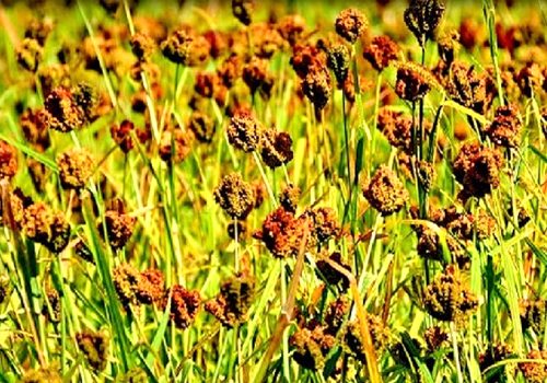 तराईमा पनि कोदोको उत्पादन गर्न परीक्षण