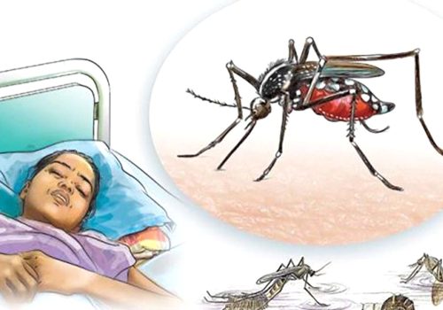 डेङ्गीको सङ्क्रमणबाट चितवनमा थप एक जनाको मृत्यु