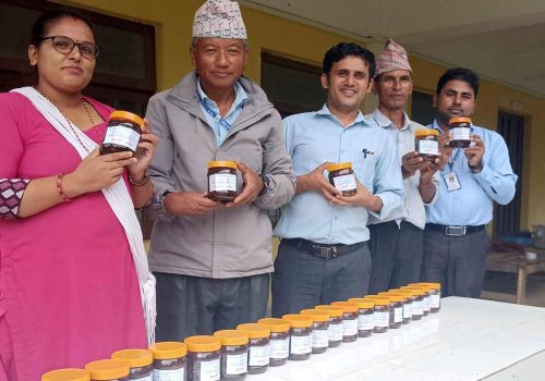 विद्यालयमा लप्सीको अचार बनाउन सिकाइँदै