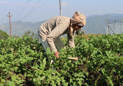नब्बे वर्षको उमेरमा कृषि र पशुपालनमा सक्रिय