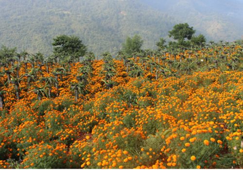 दसैँ, तिहार र छठमा पाँच करोडको फूल किनबेच