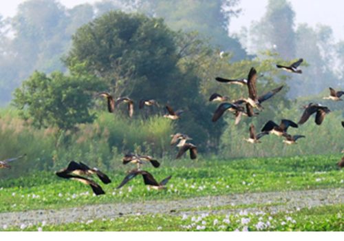 साइबेरियाका चरा कैलाली–कञ्चनपुरमा