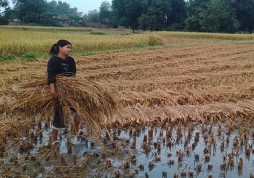 बेमौसमी वर्षाले धान बालीमा क्षतिहुँदा किसान समस्यामा