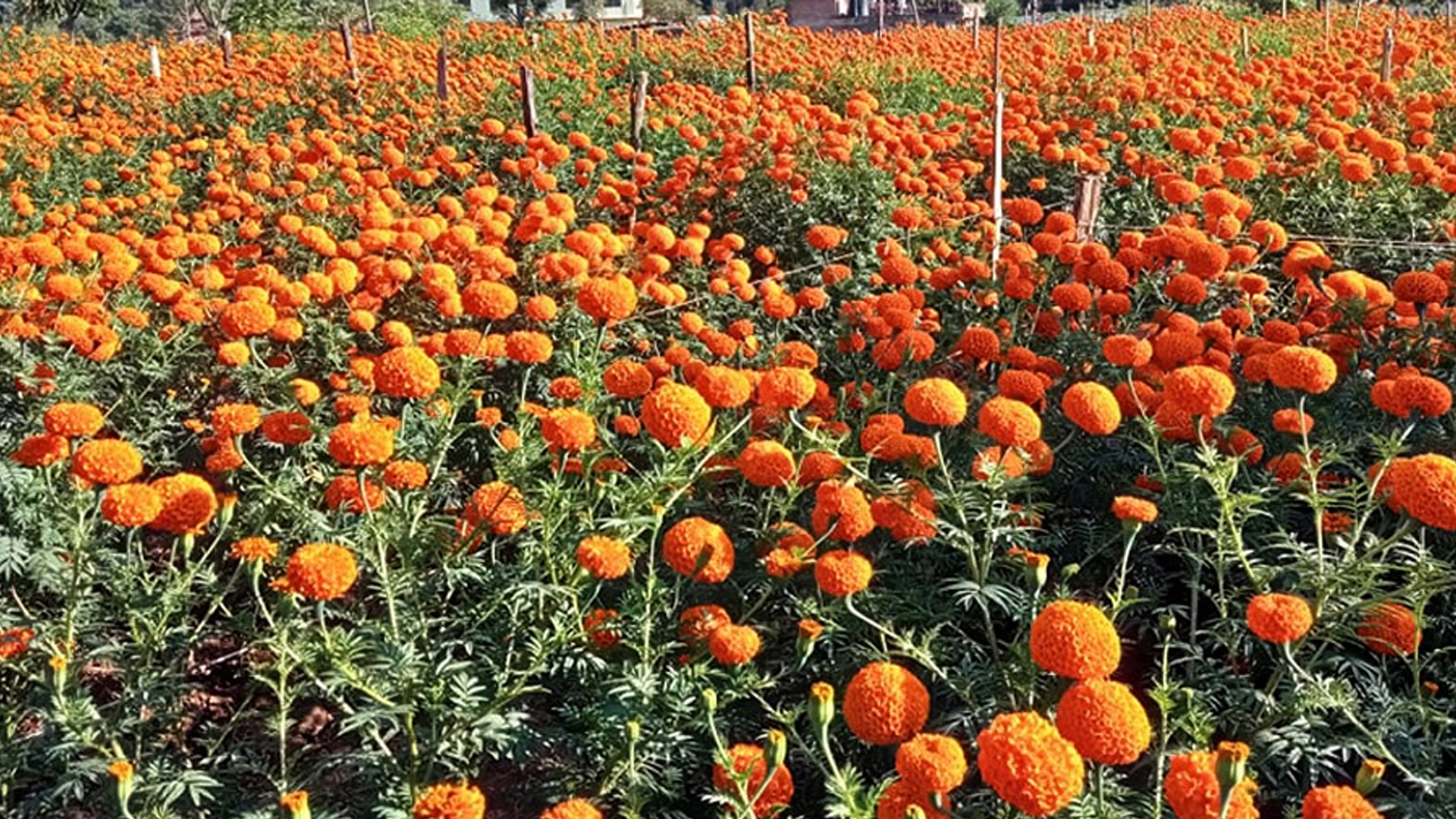 सयपत्री फूलको बिक्रीबाट पाँच लाख आम्दानी