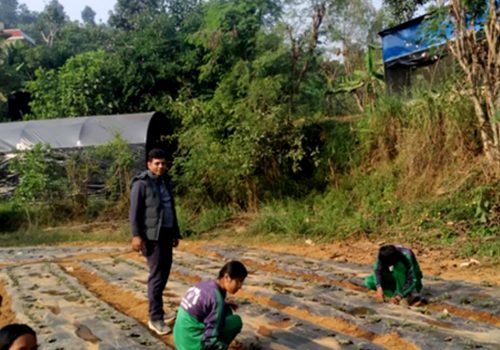विद्यार्थीलाई आयआर्जनसँग जोड्न स्ट्रबेरी खेती