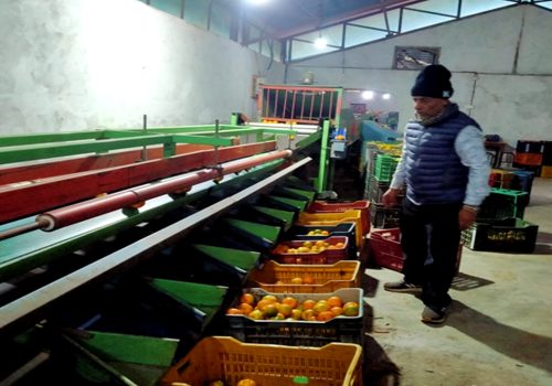 छपन्न लाखको मेसिनबाट स्याङ्जामा सुन्तला ग्रेडिङ