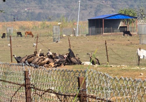 गिद्ध संरक्षण गर्न आरामस्थल निर्माण