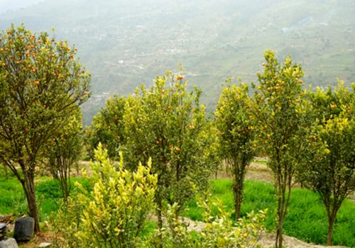 तापक्रम वृद्धिको असर सुन्तलाखेतीमा