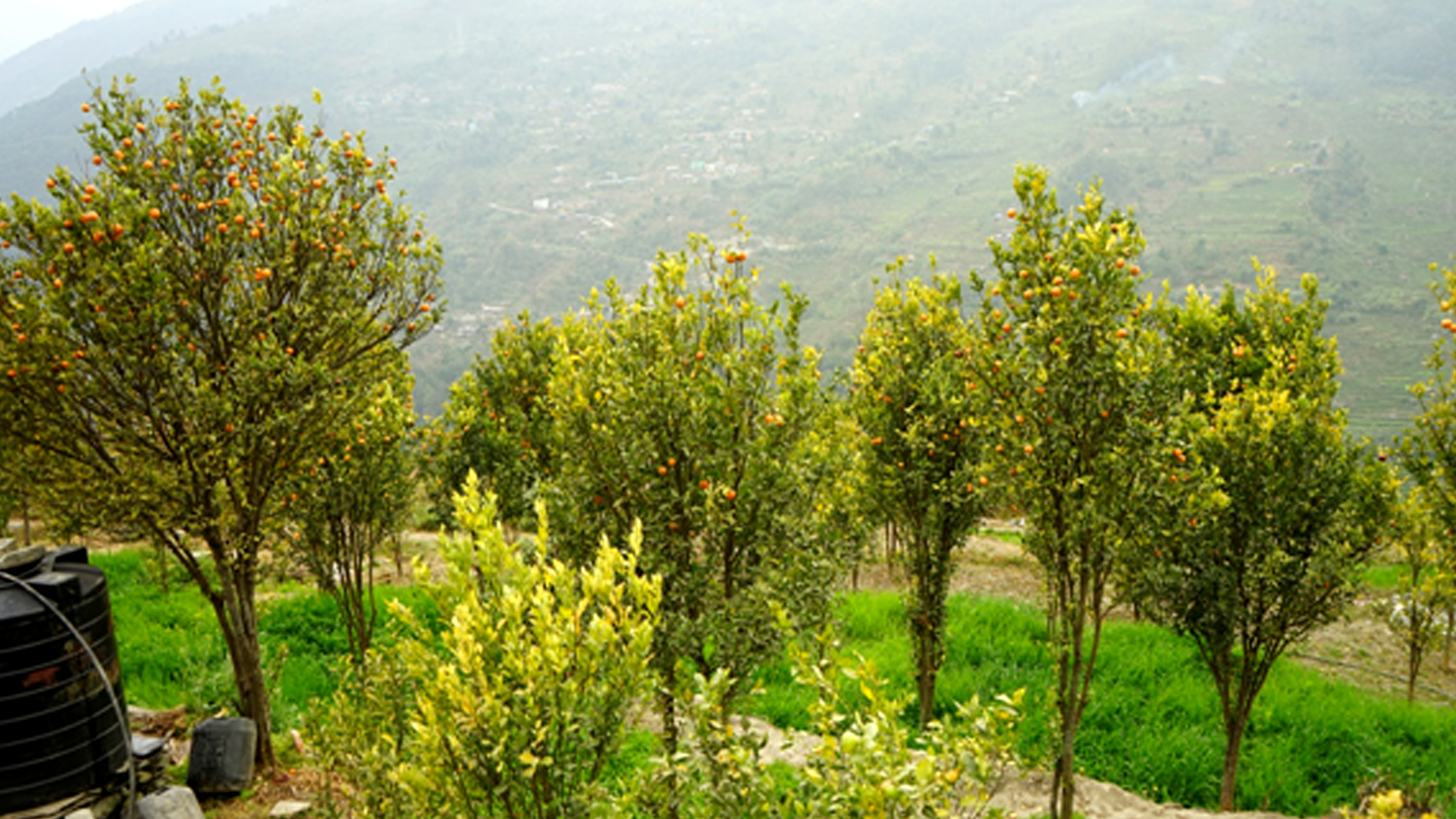 तापक्रम वृद्धिको असर सुन्तलाखेतीमा