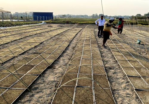 झापामा प्रविधिको प्रयोग गरेर चैते धान रोपिँदै