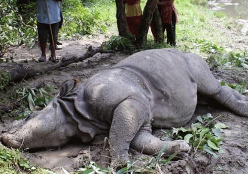आठ महिनामा बीस गैँडा मरे