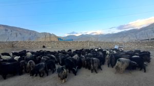 च्याङ्ग्राको नश्ल सुधारम तथा अनुसन्धानस्थल बन्दै मुस्ताङको च्याङ्ग्रा फार्म