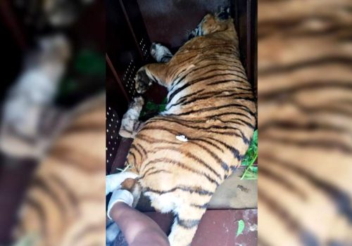 पाटेबाघलाई निकुञ्जमा छाडियो