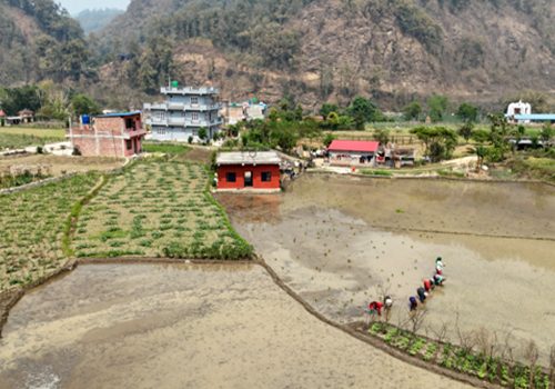 चैते धानखेतीमा किसानलाई आकर्षित गर्न अनुदान