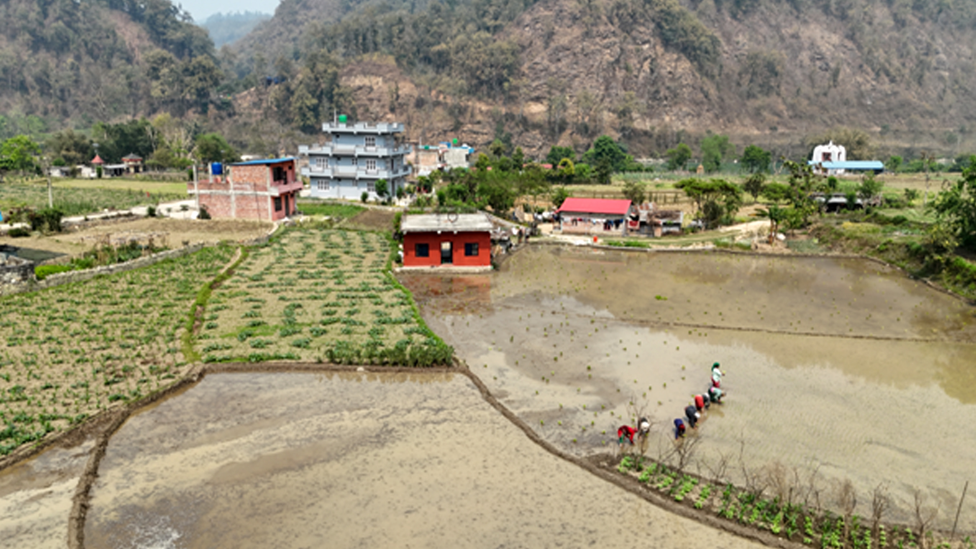 चैते धानखेतीमा किसानलाई आकर्षित गर्न अनुदान