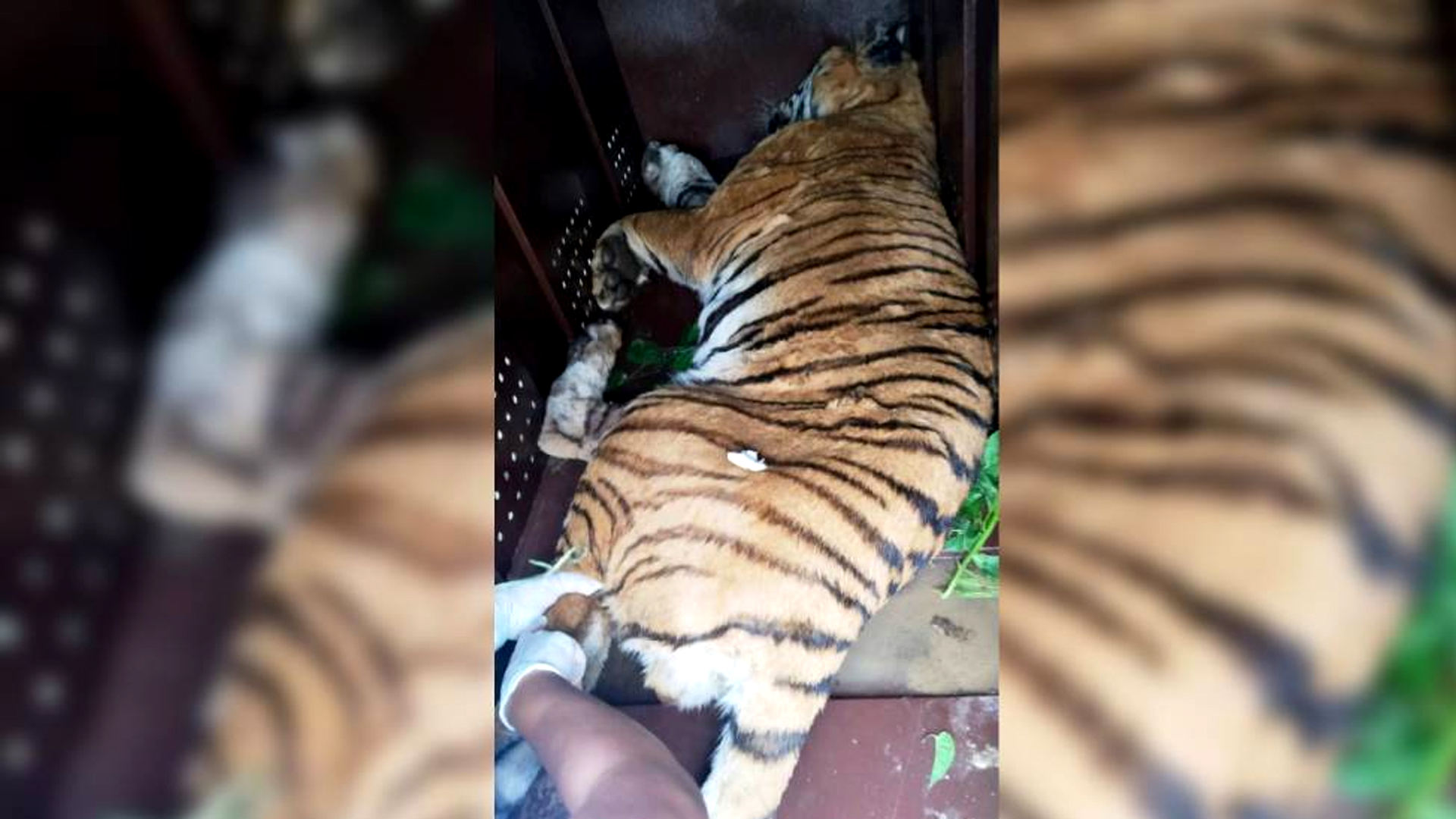 पाटेबाघलाई निकुञ्जमा छाडियो
