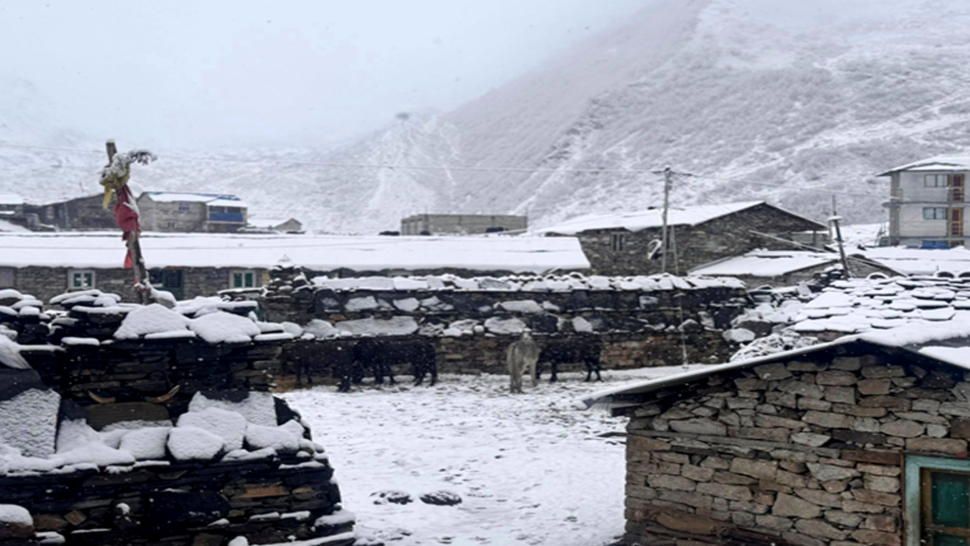 उत्तरी गोरखाको साम्दो क्षेत्रमा भारी हिमपात