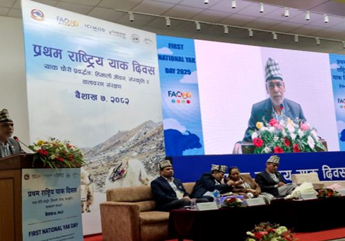 ‘याक संरक्षणका लागि सङ्गठित प्रयास आवश्यक’