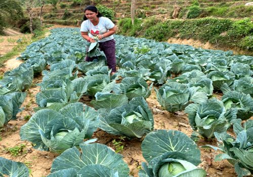 तरकारी खेतीबाट आत्मनिर्भर मीना
