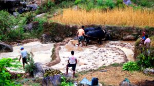 हलगोरु पाल्ने एक सय अठहत्तर किसानले पाए पोषणभत्ता