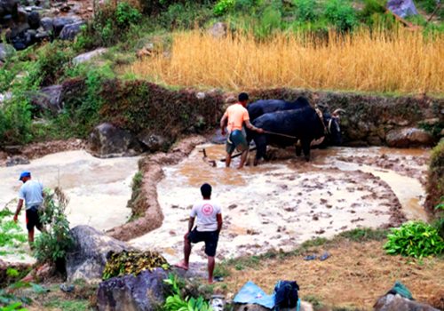 हलगोरु पाल्ने एक सय अठहत्तर किसानले पाए पोषणभत्ता
