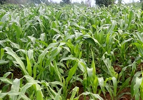 मकैमा फौजी किराको समस्या देखिएपछि किसान चिन्तित