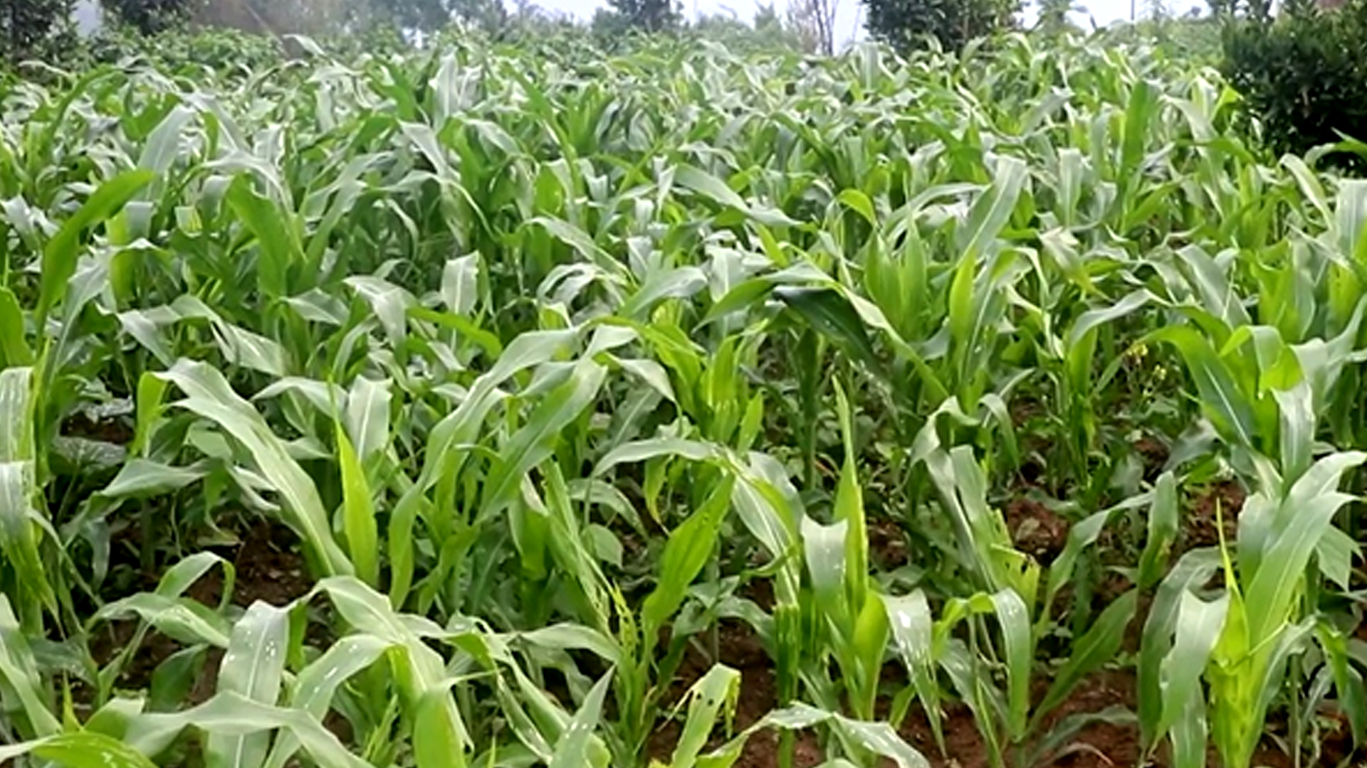 मकैमा फौजी किराको समस्या देखिएपछि किसान चिन्तित