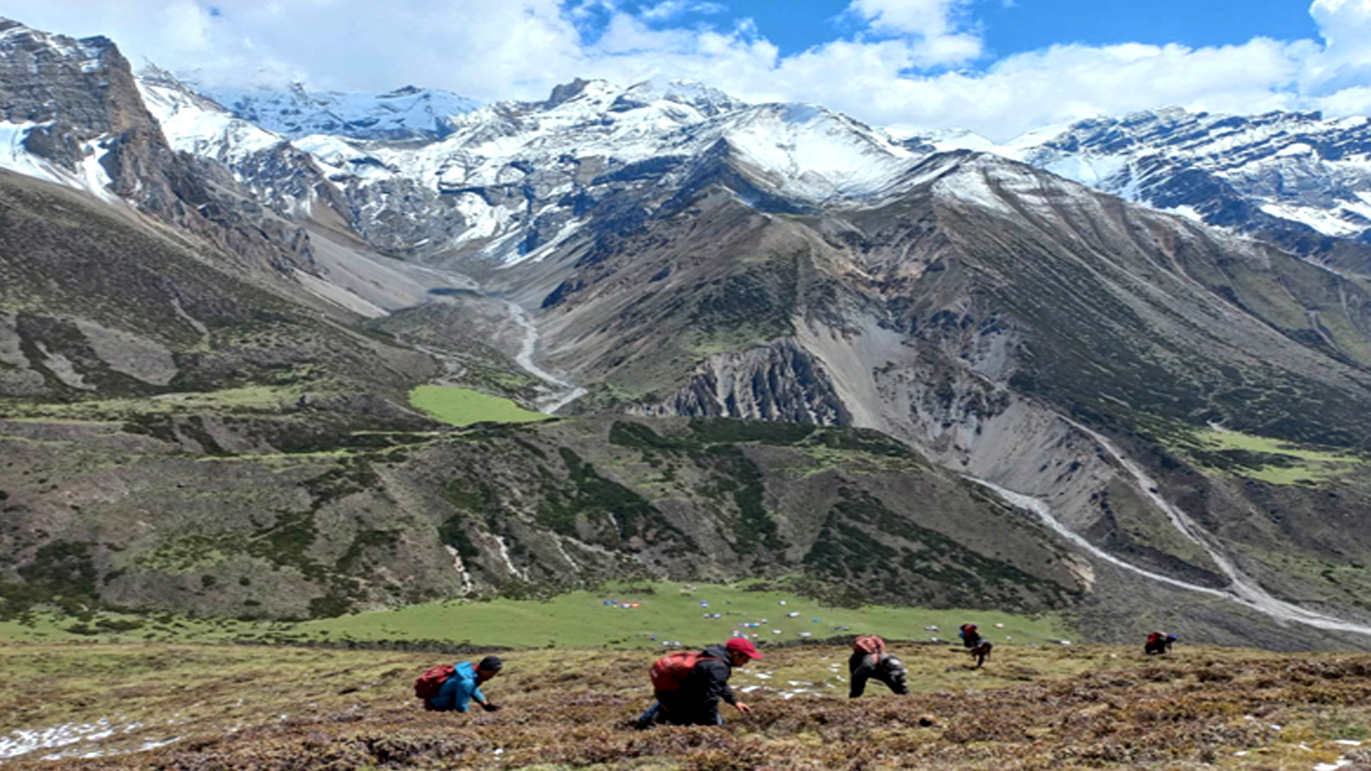छेकम्पारका बासिन्दा यार्सागुम्बा सङ्कलन गर्न छेके र बाजु लेकतिर
