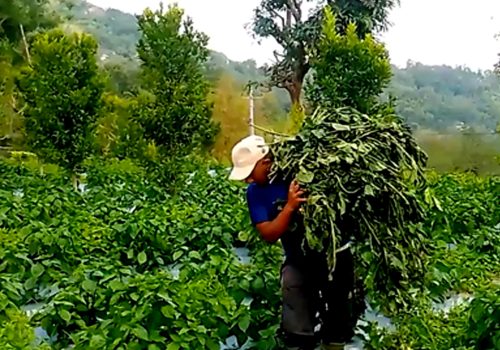हुरीले अकबरे खुर्सानीमा क्षति पुर्‍याएपछि किसान चिन्तित