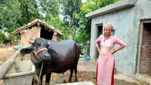 गोठ सुधार गरेपछि पशुचौपायामा सङ्क्रामक रोग घट्दै