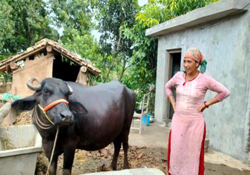 गोठ सुधार गरेपछि पशुचौपायामा सङ्क्रामक रोग घट्दै