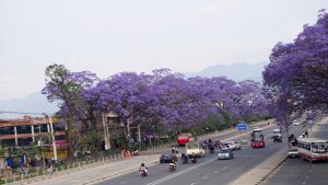 जाकाराण्डा फूलको संरक्षण गर्दै महानगर