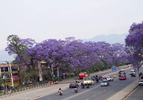 जाकाराण्डा फूलको संरक्षण गर्दै महानगर
